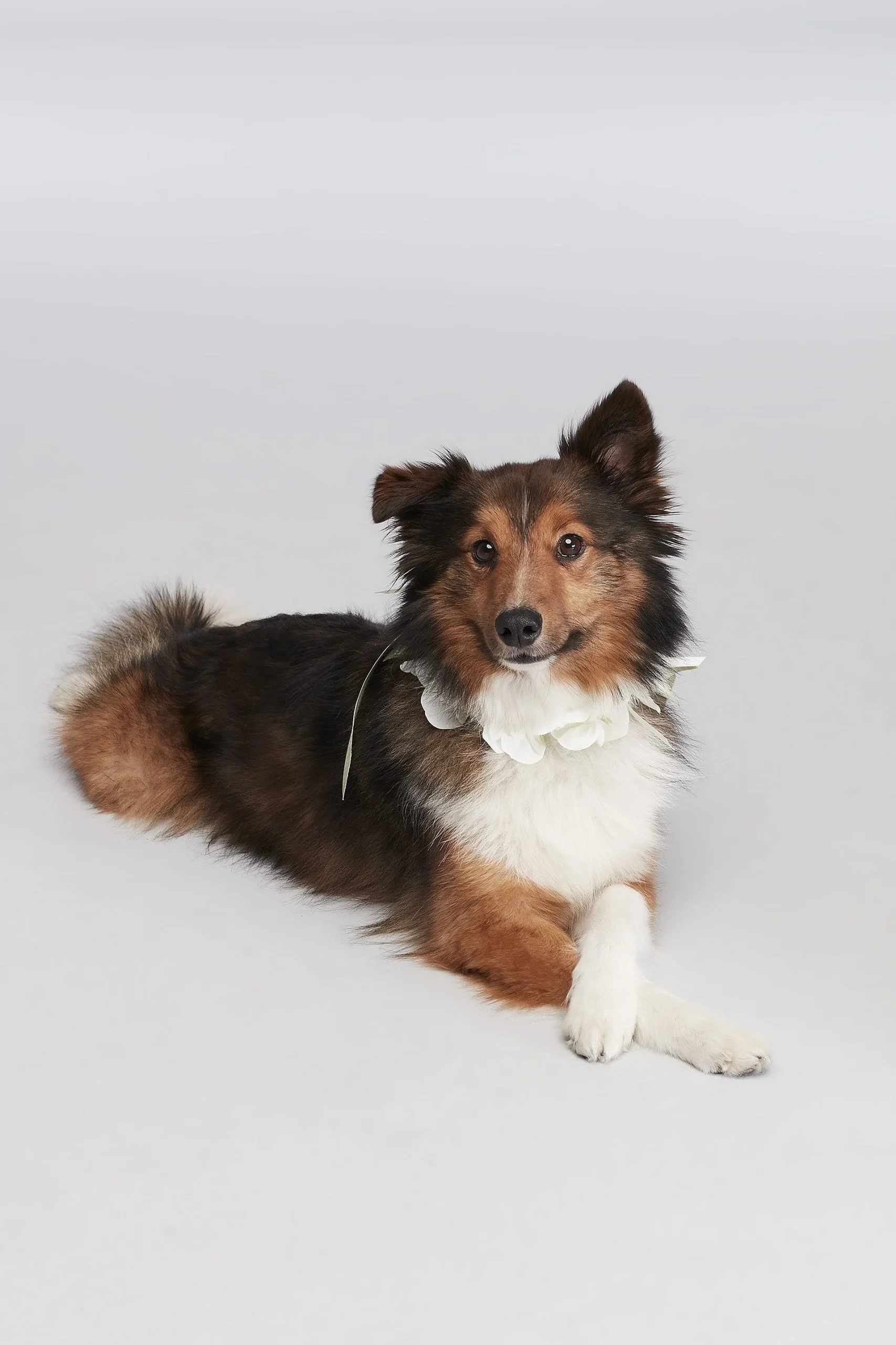 Floral Ribbon Dog Collar