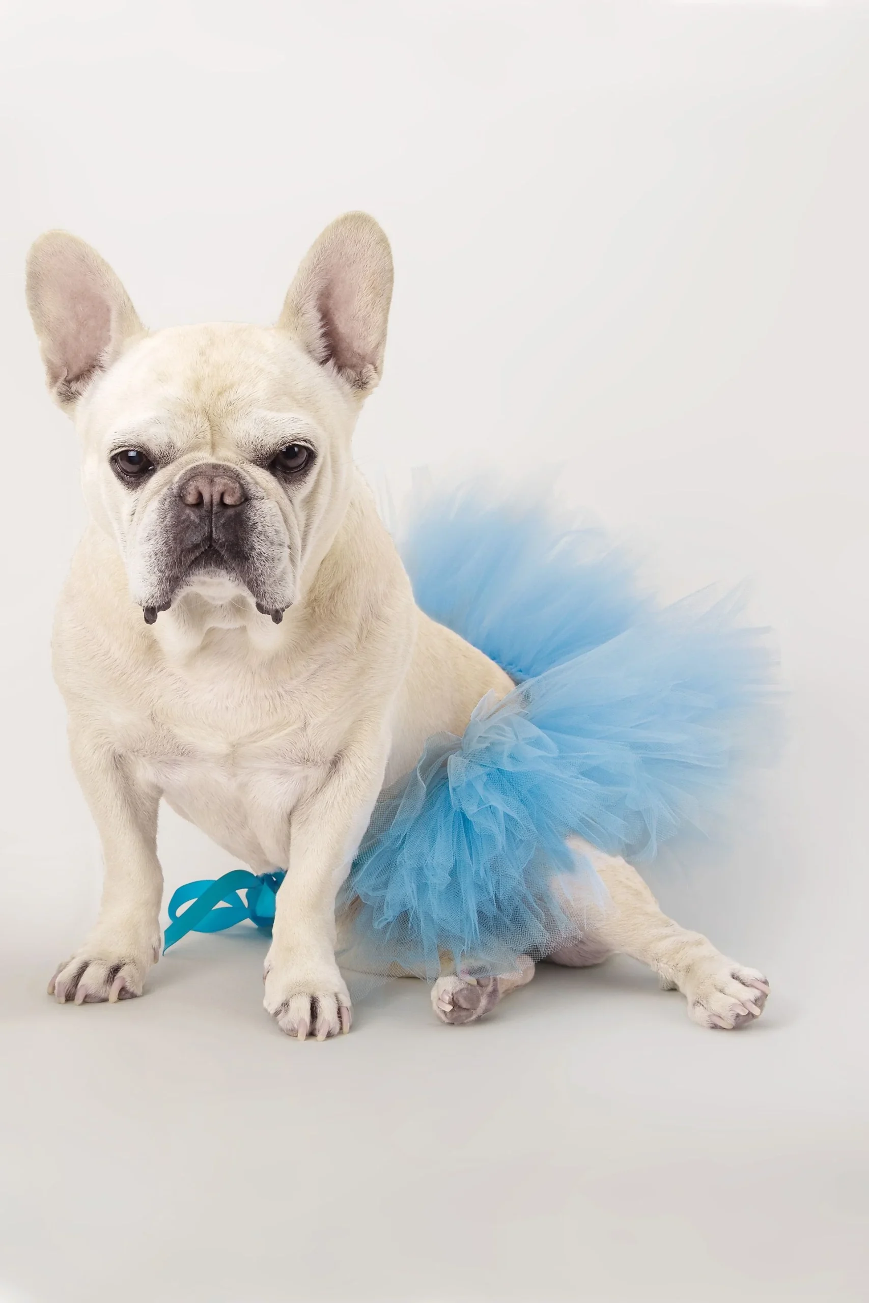 Pet Tutu